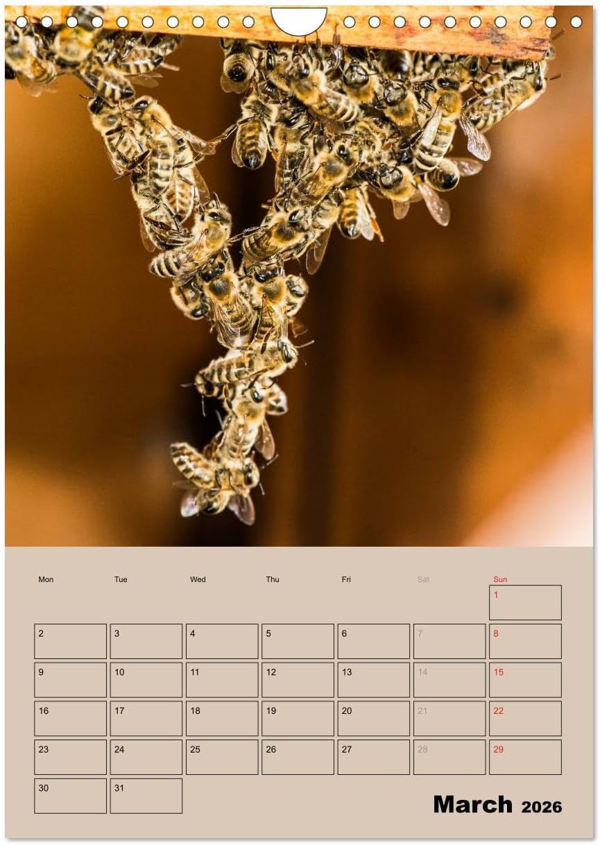 Bee planner, US-Version (Wall Calendar 2026 DIN A4 Portrait), CALVENDO 12 Month Wall Calendar