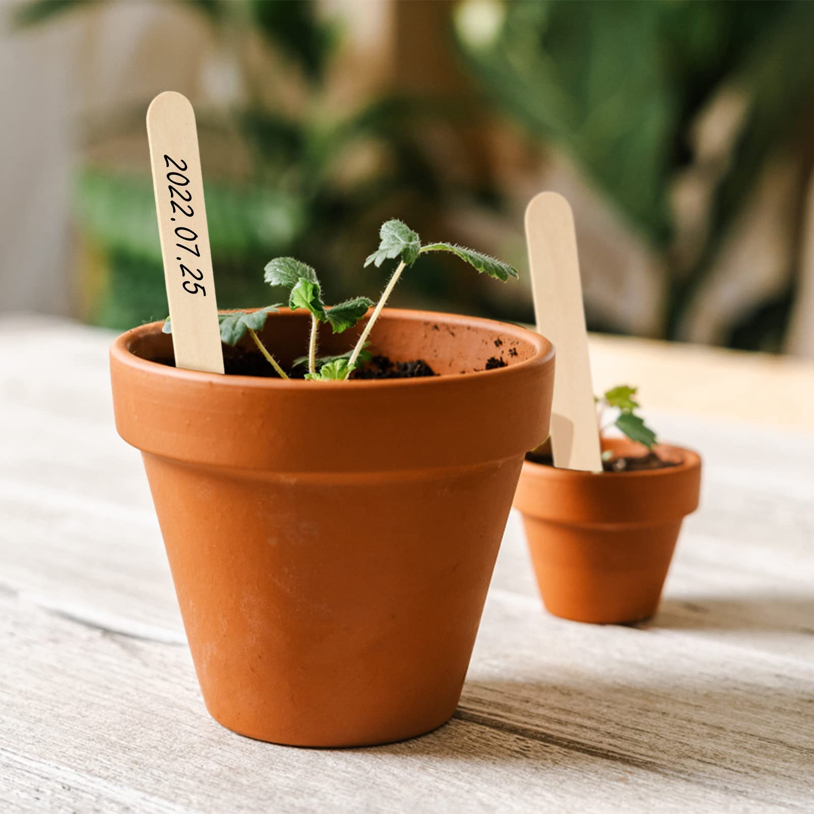 KINGLAKE 100 etiqueta de planta de madera 15x1,6 cm etiqueta de jardín natural palo de madera para manualidades hecho en casa
