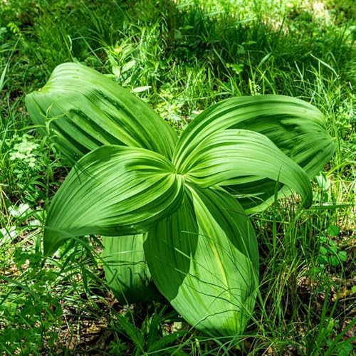 semillas de brezo plantas de interior semillas de hierbas balcón invernadero - Plantas raras - Brezo plantas de balcón resistentes plantas resistentes para el jardín plantas 300pcs