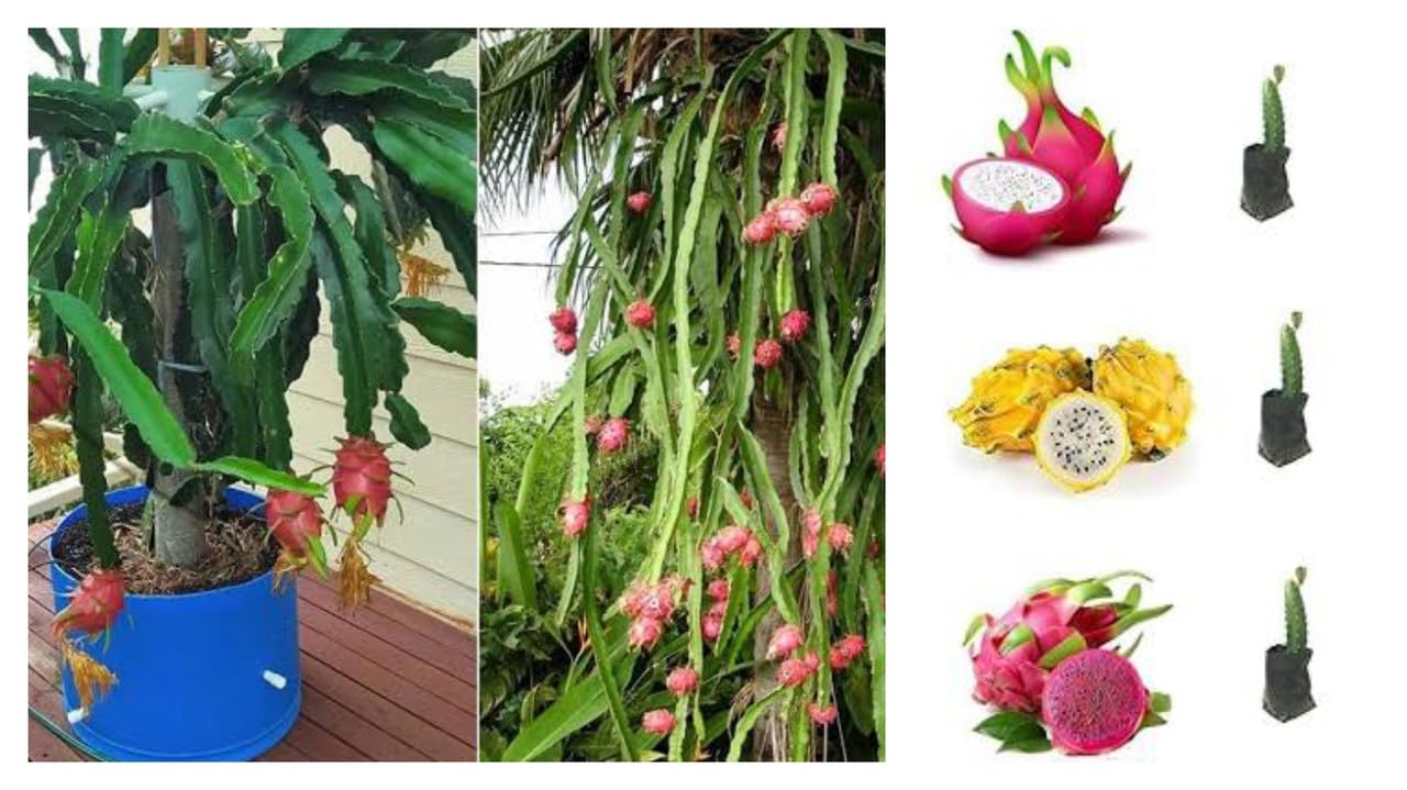 Dragon Fruit Tree Plant, White,Yellow,Red Combo Pack Dragon Fruit (Pack of 3, White,Yellow, Red) Home Garden Roof Plant (B0CJBT5KKR) Amazon Price History, Amazon Price Tracker