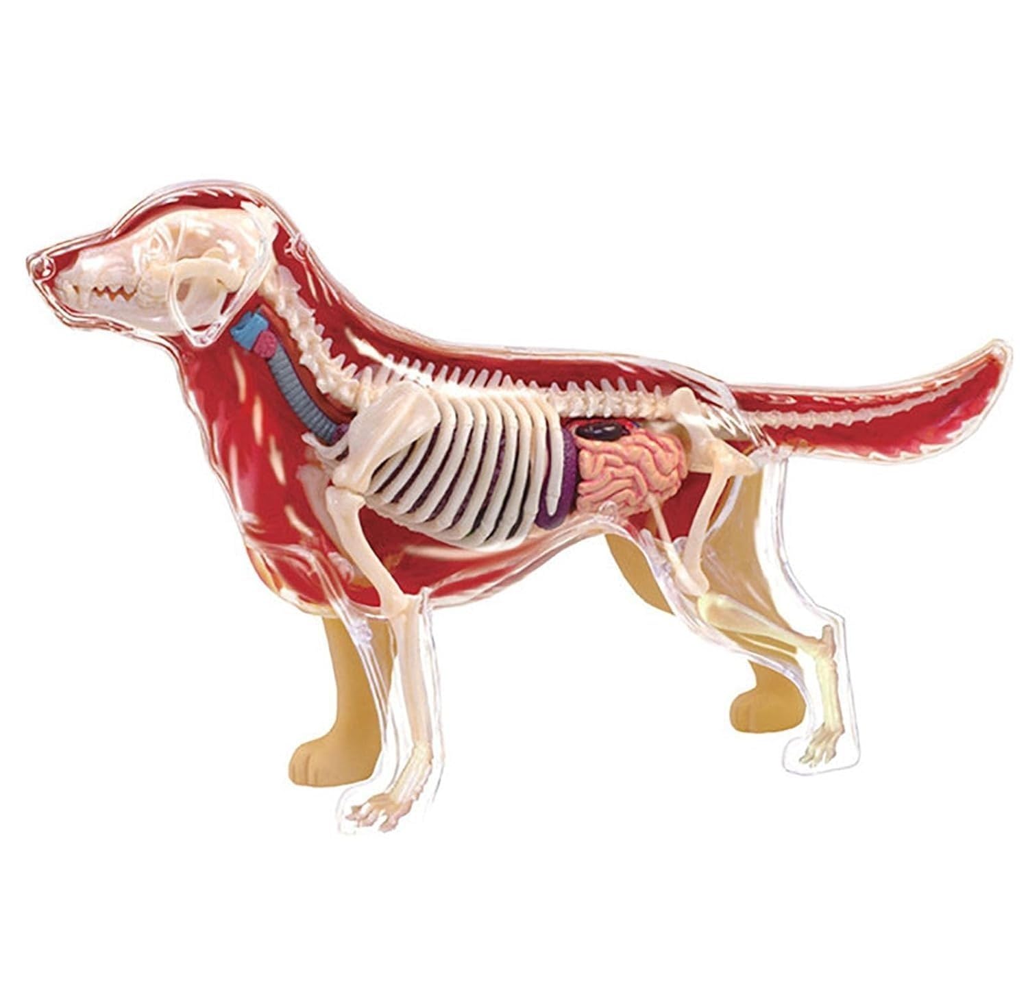 Modelo de anatomía canina 4D, kit de modelo de esqueleto animal de hueso de perro Golden Retriever, modelos de enseñanza de animales for enseñanza veterinaria en clínicas de mascotas.