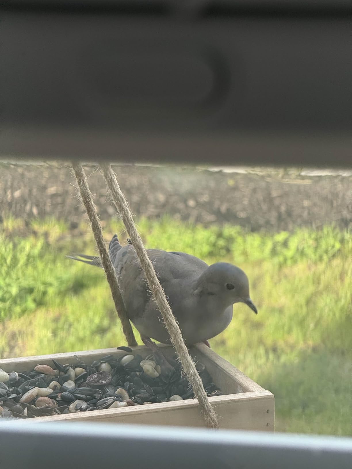 Kaytee Nut & Fruit Wild Bird Seed, 5 lb photo review