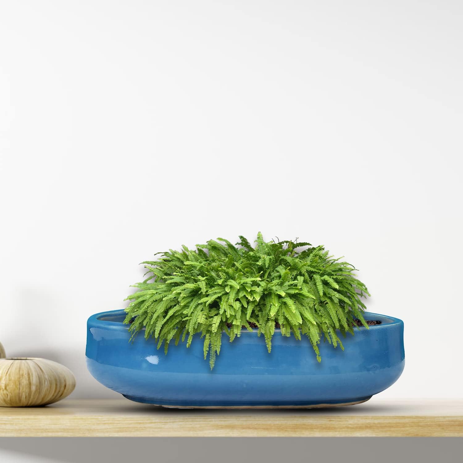 Justoriginals Blue Bonsai Tray Ceramic Flower Pot (Length 28cm)