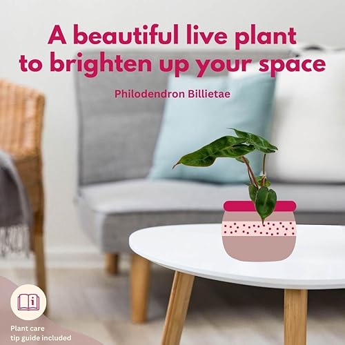 Miniatura 4 de BubbleBlooms Philodendron billietiae, Billie Philo en maceta de 2 pulgadas