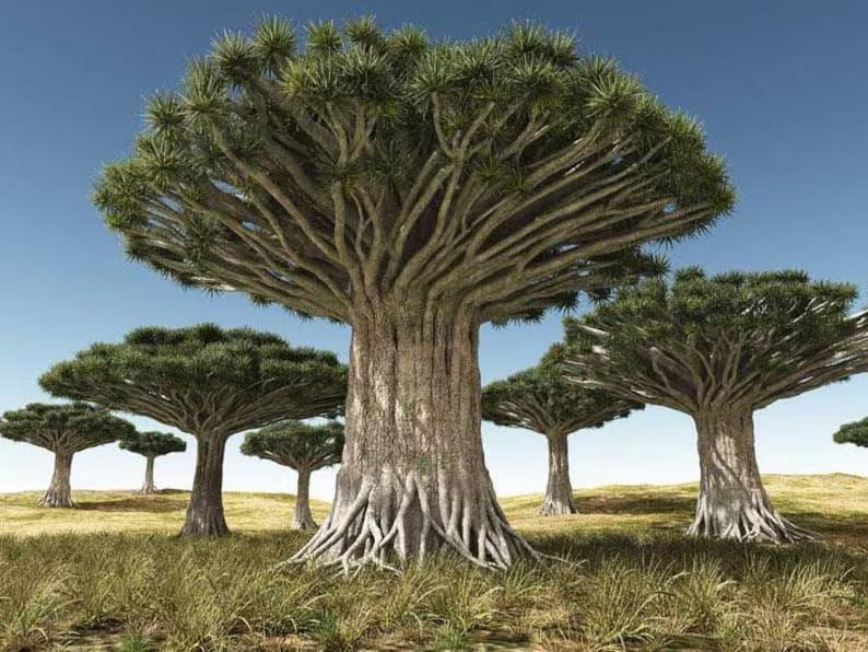 35+ Seeds- Dragon Blood Tree Seeds For Planting Home Garden. (B0D5MXGZ8M) Amazon Price History, Amazon Price Tracker