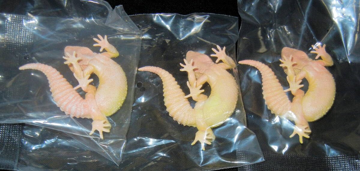 Amazon.co.jp: ヒョウモントカゲモドキ レオパードゲッコー ブリザード