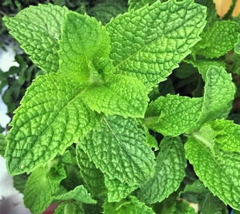 Fresh Pudina Mint Herb Plant Seed Organic F1 Hybrid Seed Best For Home Gardening Planting (Pack Of 40 Seeds) (B0CKZJS9SL) Amazon Price History, Amazon Price Tracker