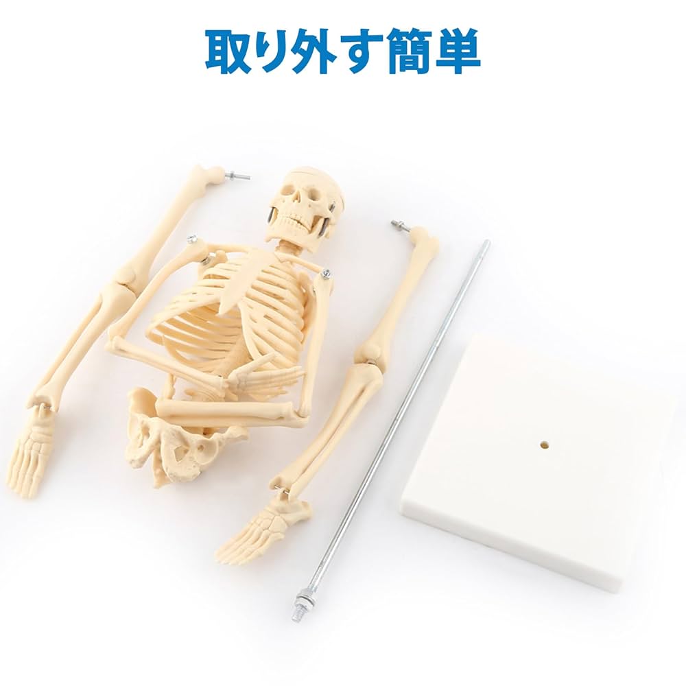 高品質！ミニチュアホースの全身骨格標本 高品質！ミニチュアホースの全身骨格標本