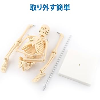高品質！ミニチュアホースの全身骨格標本 61RVnchhzkL._AC_UL210_SR210,