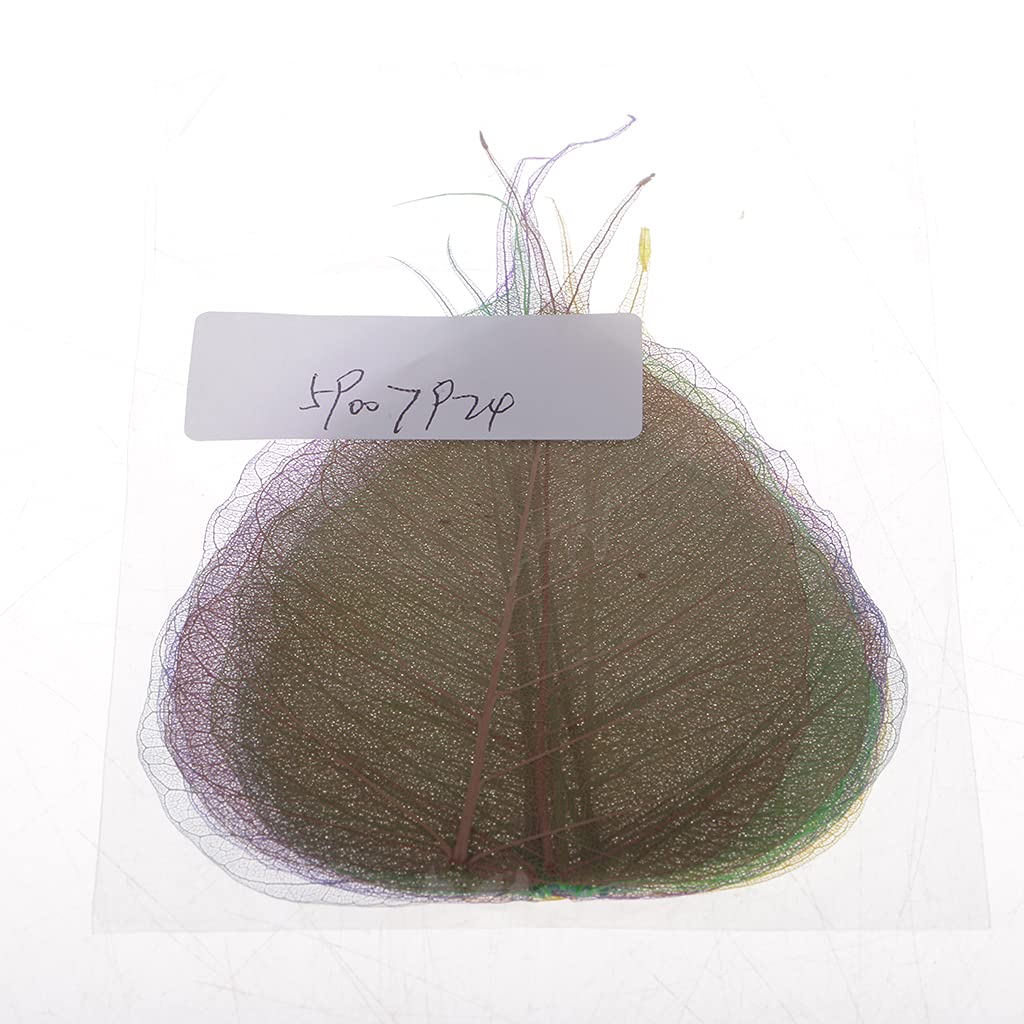 arythe 10 Pcs Dried Pressed Flowers for DIY Scrapbooking Crafts Bodhi Leaf