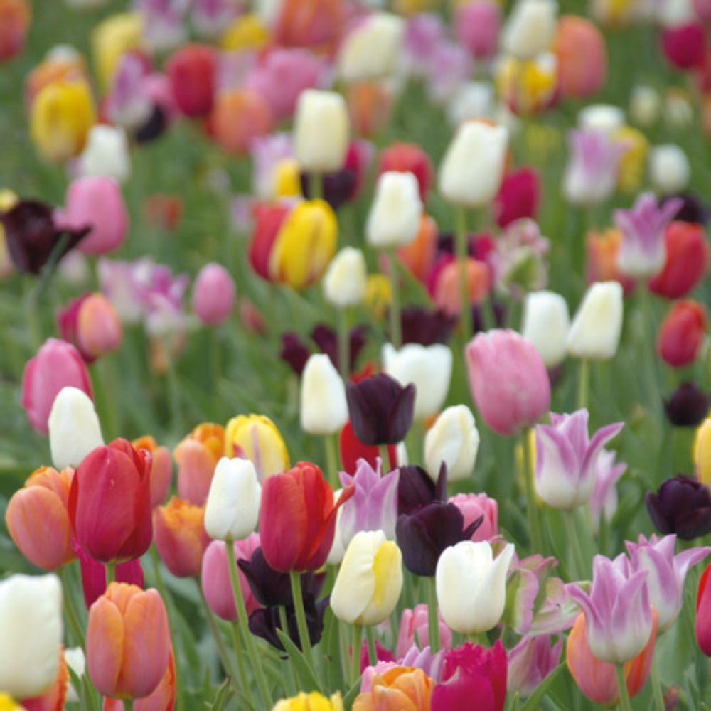 Tulip 'Miniature Everlasting Mix' 16 Hardy Spring-Flowering Bulbs with Superb Weather Resistance Bold Colours, Compact Size, Great for Cutting by Thompson and Morgan