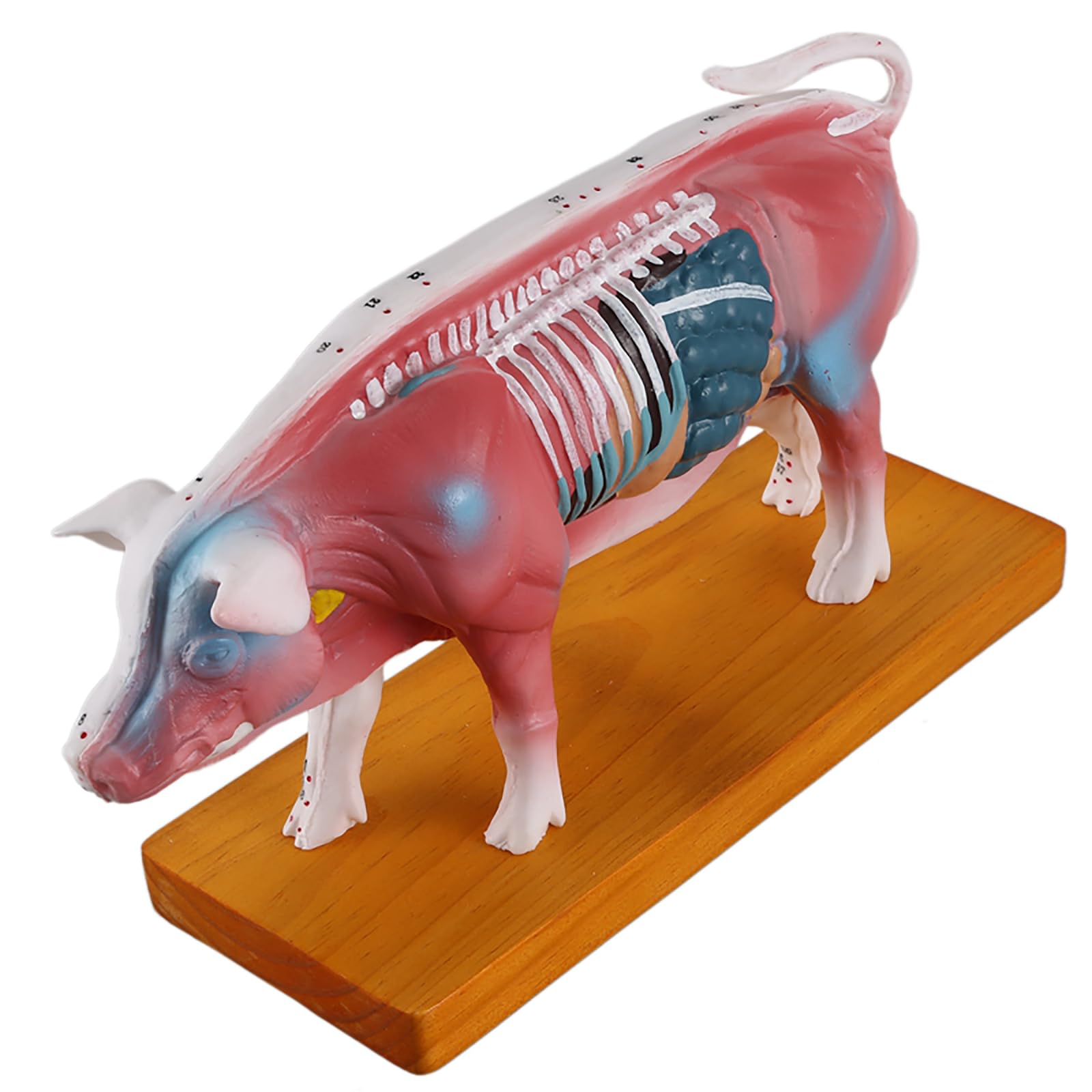 CHANGLKJ Pig Points Acupuncture Model, Pig Anatomy Model, Pig Body Anatomical Model, Clear Acupoint Font and Durable Material, Great Detailing and Fine Workmanship, for Reference, Study, Teaching