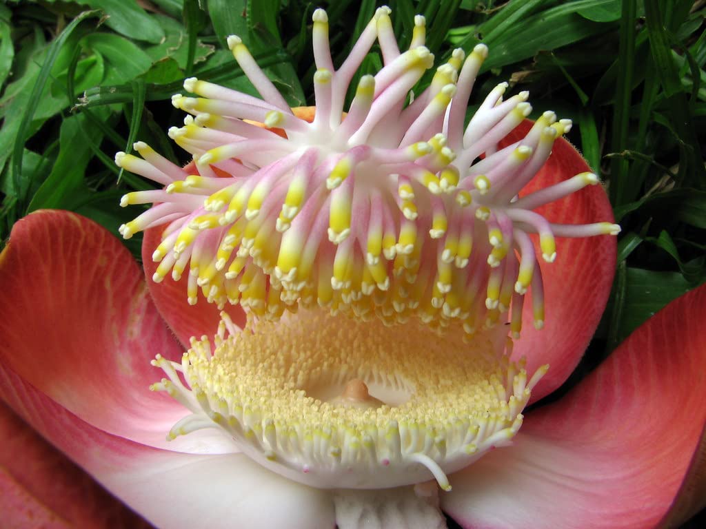 Naga Linga/Shiva Linga Flower Seeds For Sowing (B09KQ1S319) Amazon Price History, Amazon Price Tracker