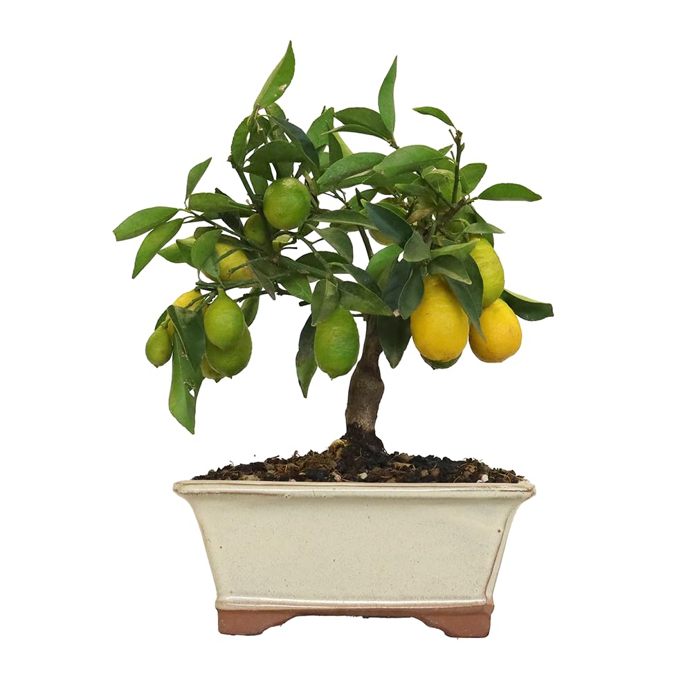 KENTIS - Bonsai di Limequat - Citrus Floridana - Pianta da Frutto Vera da Esterno - Giardino Balcone Terrazzo - H 28/38 cm Vaso in Ceramica 21 cm