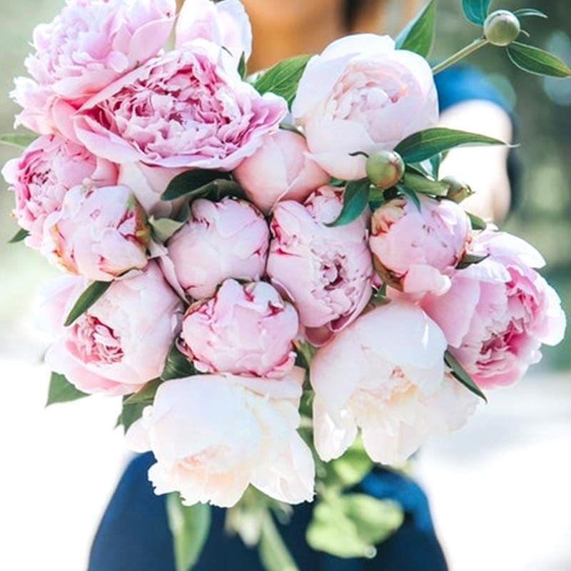 4 Large Pink Flower Peony Sara Bernhardt Garden Roots Peonies Growing Prennial Plants