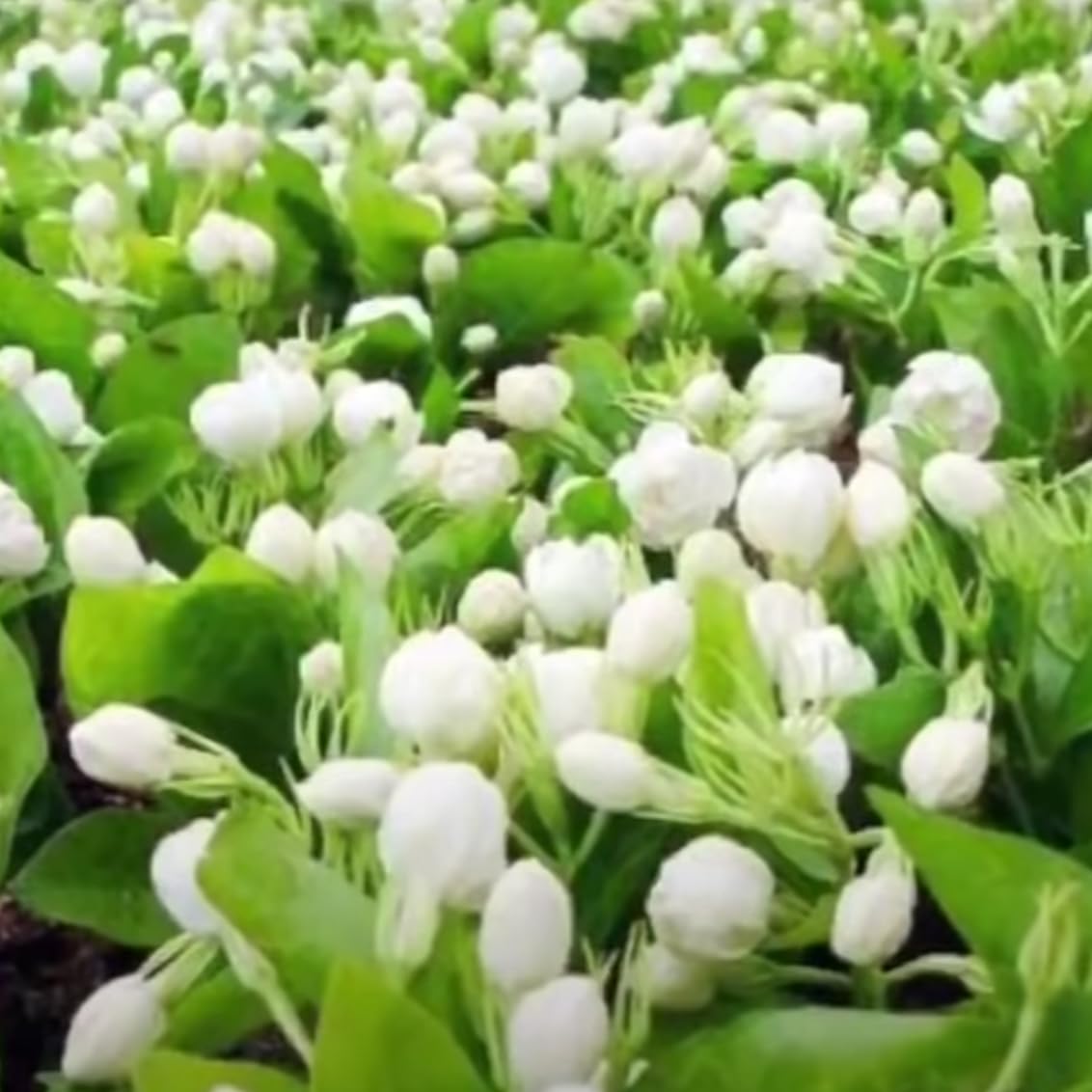 Wynorg Kuttimulla - Jasmine Plant (Gundu Malli)- Fragrant, Beautiful Blooms for Your Garden - Bring the Sweet Scent of Jasmine to Your Garden - Fragrant Flowers, Easy to Grow (B0D1HNXK1S) Amazon Price History, Amazon Price Tracker