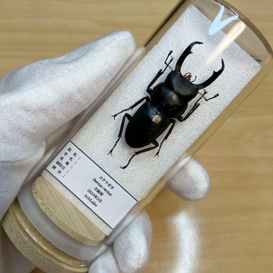 【昆虫標本】タイワンタガメ　ガラスケース入り 昆虫標本】タイワンタガメ ガラスケース入り - メルカリ