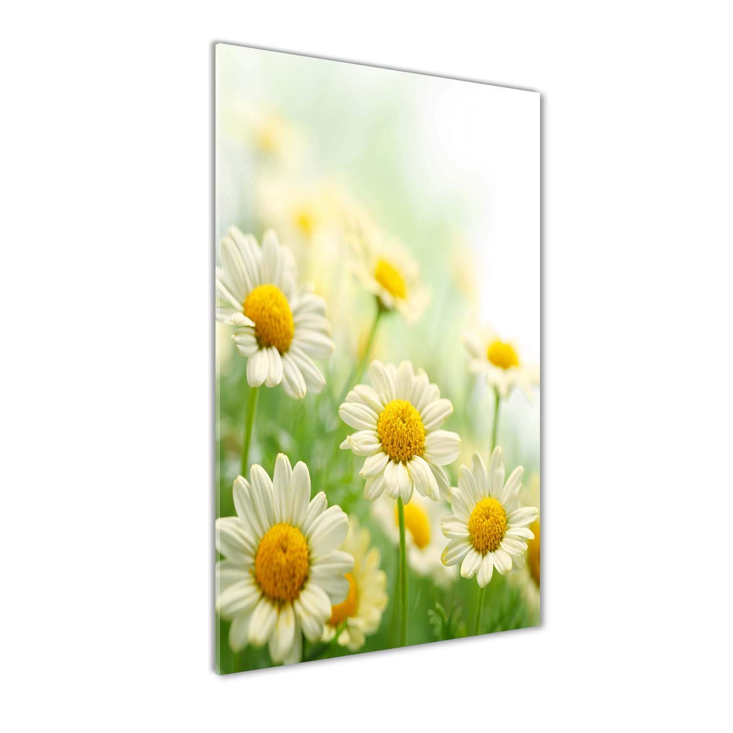 Tableau en verre marguerites jaunes pour illuminer une pièce sombre 50x100