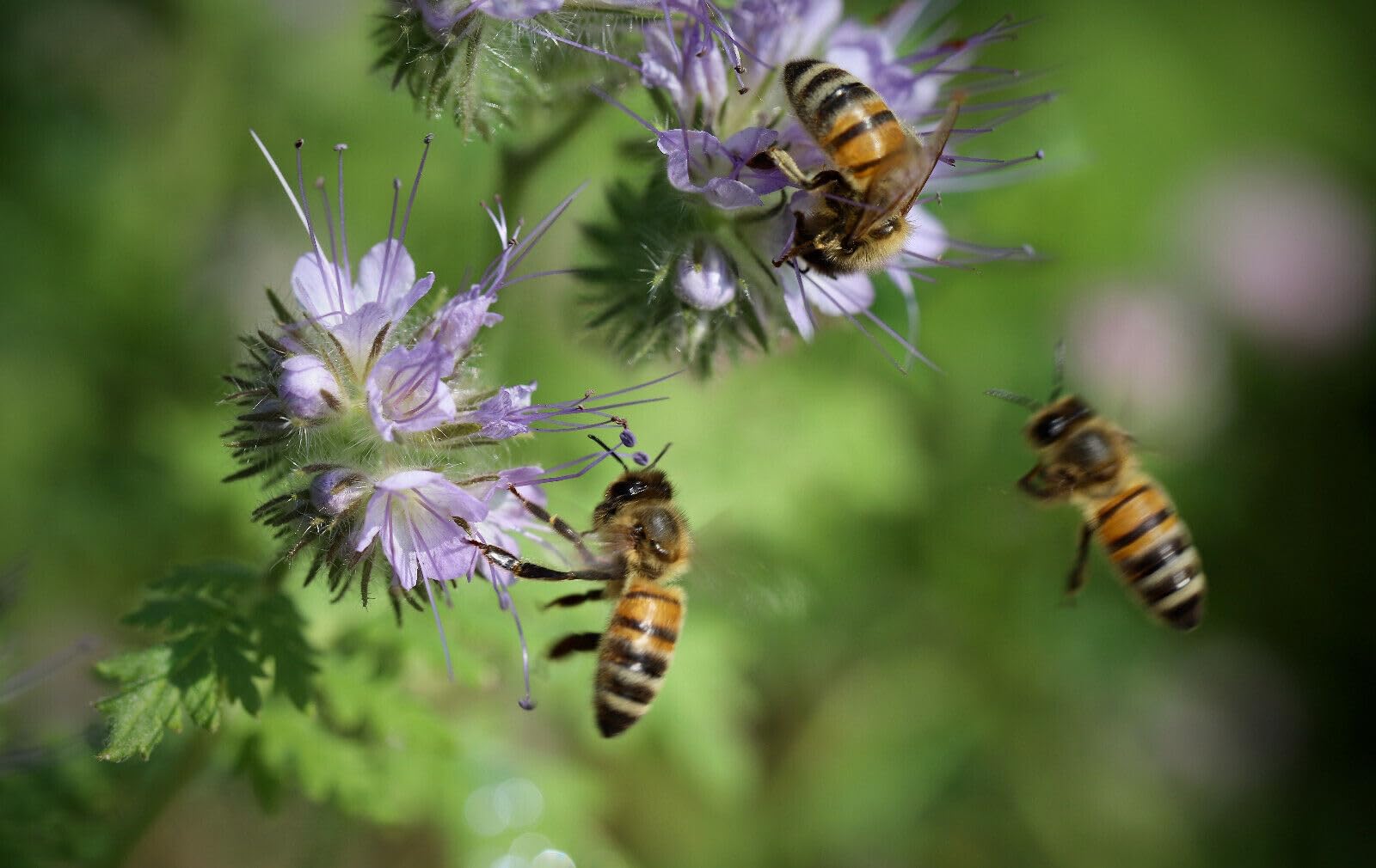 200m² Original Veitshöchheimer Bienenweide. Artenreiche Blühfläche mit über 40 Blumen & Kräutern. Bis zu 5 Jahre Standzeit!