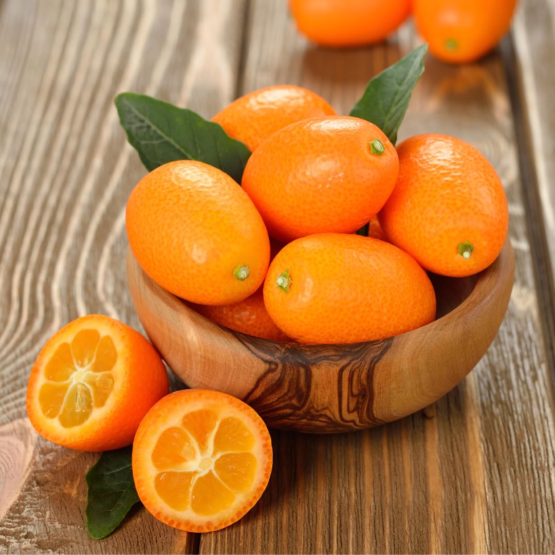 Floral Treasure Citrus Orange Fruit Plant (Israel Kumquat Orange, Hybrid) Exotic 1 Live Fruit Plant (B0D7J2HQGV) Amazon Price History, Amazon Price Tracker