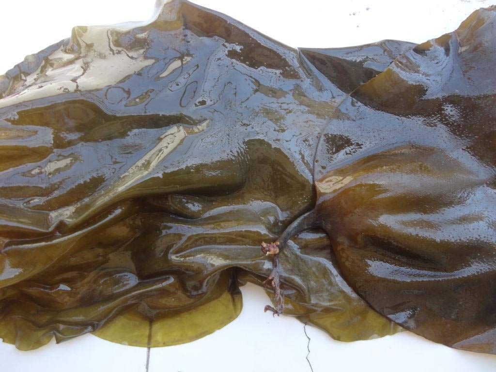 Kelp, kombu ,seaweed,Laminaria Japonica 500G