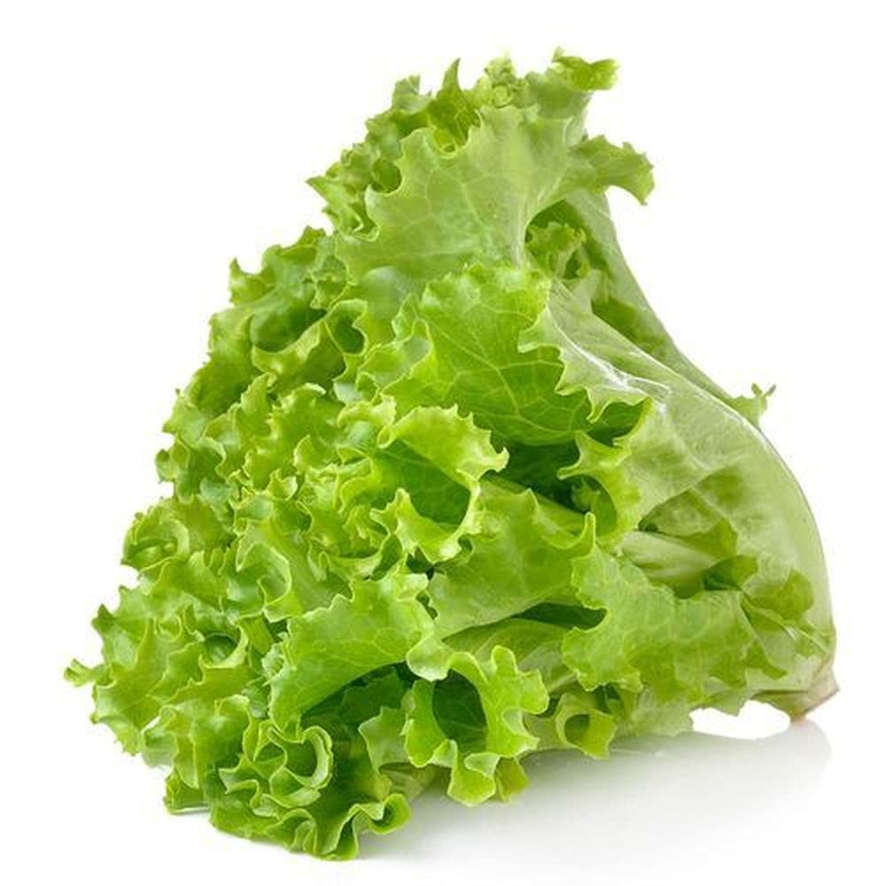 PLANTOGALLERY Lettuce Green Microgreen Salad Leaf Organic Seeds, (PL-SEEDS-221) (B09B2P2DZC) Amazon Price History, Amazon Price Tracker