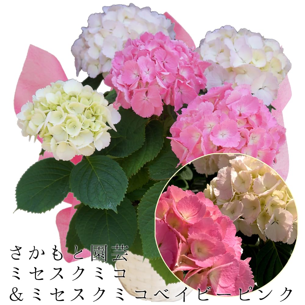 あじさいさま専用CD書きこみ あじさいさま専用CD書きこみ Amazon.co.jp 最新リリース: CD-R