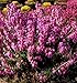 Produktbild 10x Winterheide Mojave - Erica carnea - Gartenpflanze