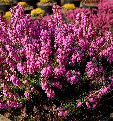 10x Winterheide Mojave - Erica carnea - lebende Gartenpflanze aus den Baumschulen