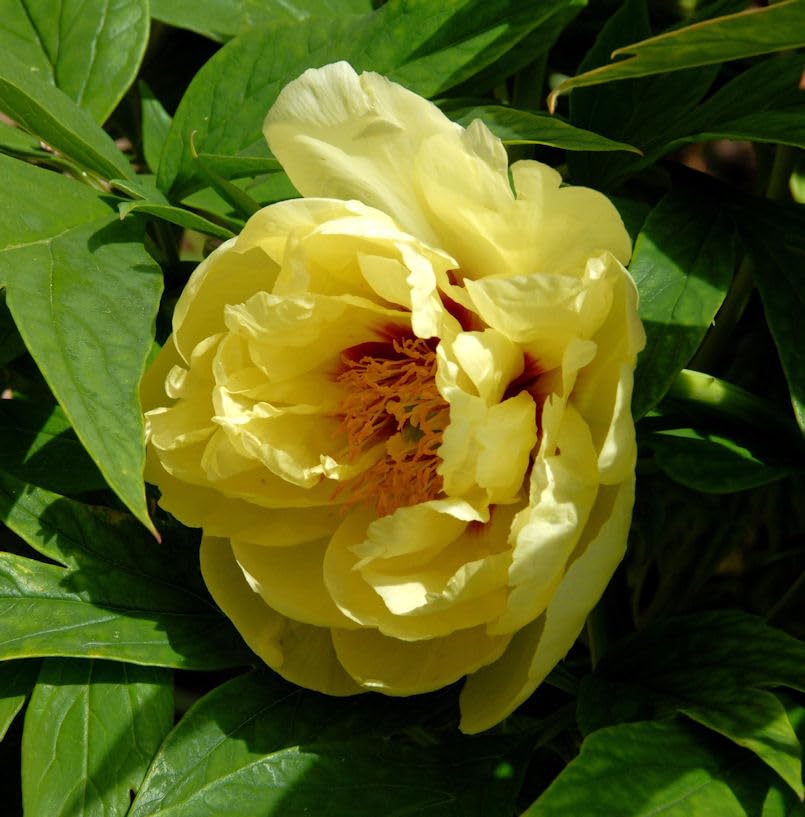 Strauchpfingstrose Hai Huang - Paeonia suffruticosa - lebende Gartenpflanze aus den Baumschulen