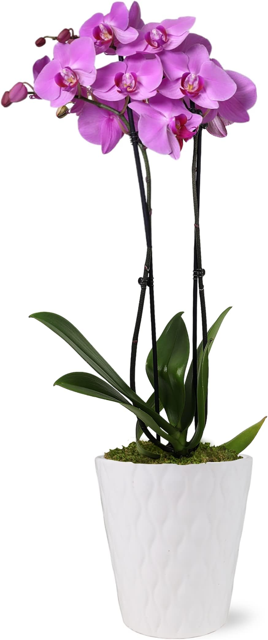 Just Add Ice JA5007 Pink Orchid in White Evi Ceramic Pottery, Long-Lasting Fresh Flowers, Live Indoor Plant, Easy to Grow Gift for Her, Mom, Wife, Premium Home Décor Planter, 5" Diameter, 25" Tall