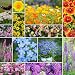Deer Resistant Wildflower Seed Mix - 1/4 Pound, Mixed