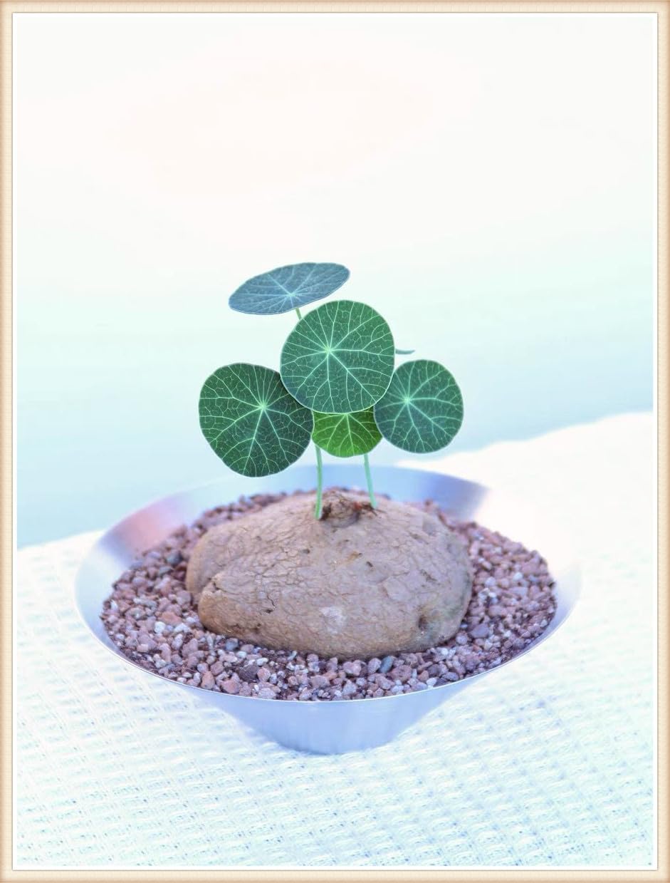 Stephania erecta Live Plant,Stephania erecta Bulb,Wedding Flowers/Potted/Plants/Rhizome/Ornamental-4bulbs-f — image 1