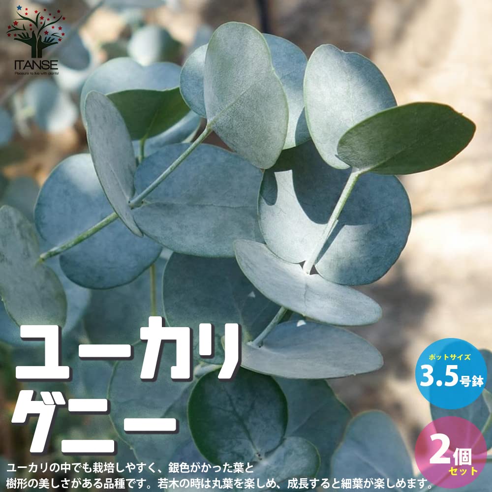 Amazon.co.jp: ユーカリ グニー 3.5号ポット苗 2個セット【品種で