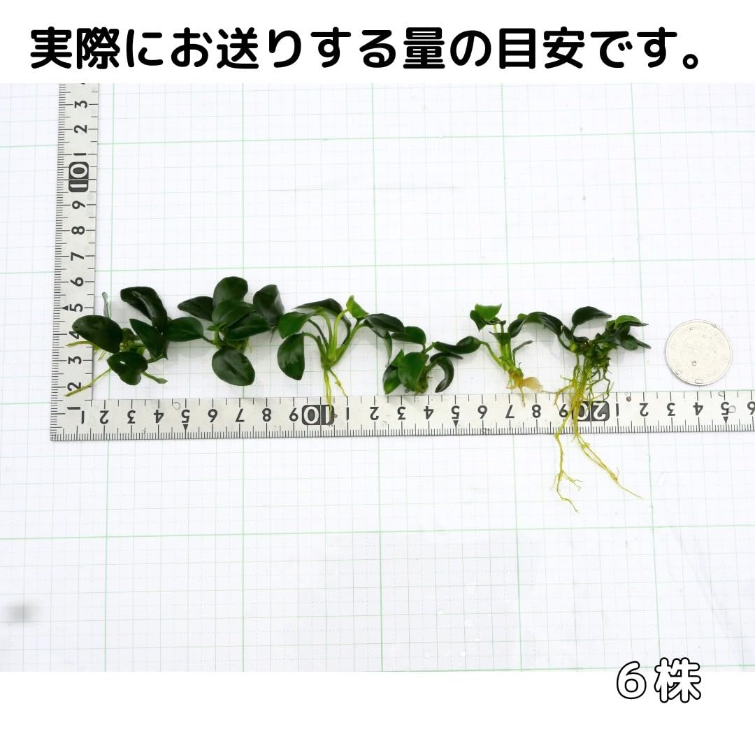 Amazon | アヌビアスナナプチ 6株 水草 水上葉 陰性水草 | ノー