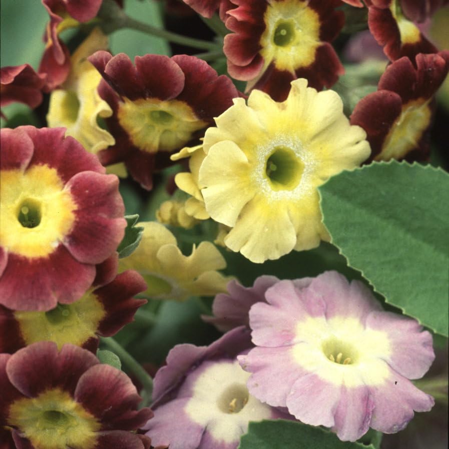Plant World Seeds - Primula Auricula Mixed Colours Seeds (Perennial Flower Seeds)