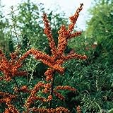 Garten Schlüter