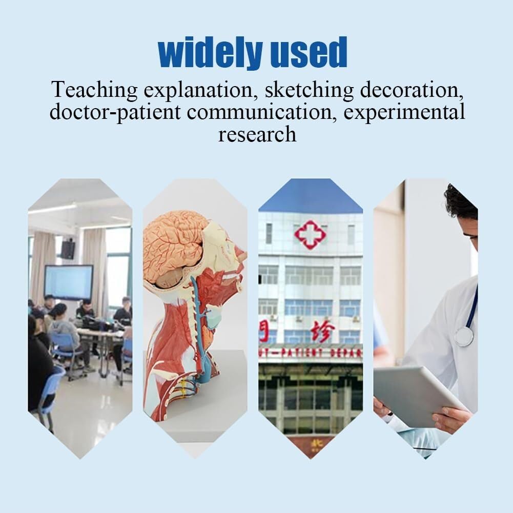 Model anatomiczny ludzkiej czaszki i szyi, odłączany mózg, do wyświetlania informacji edukacyjnych dla studentów
