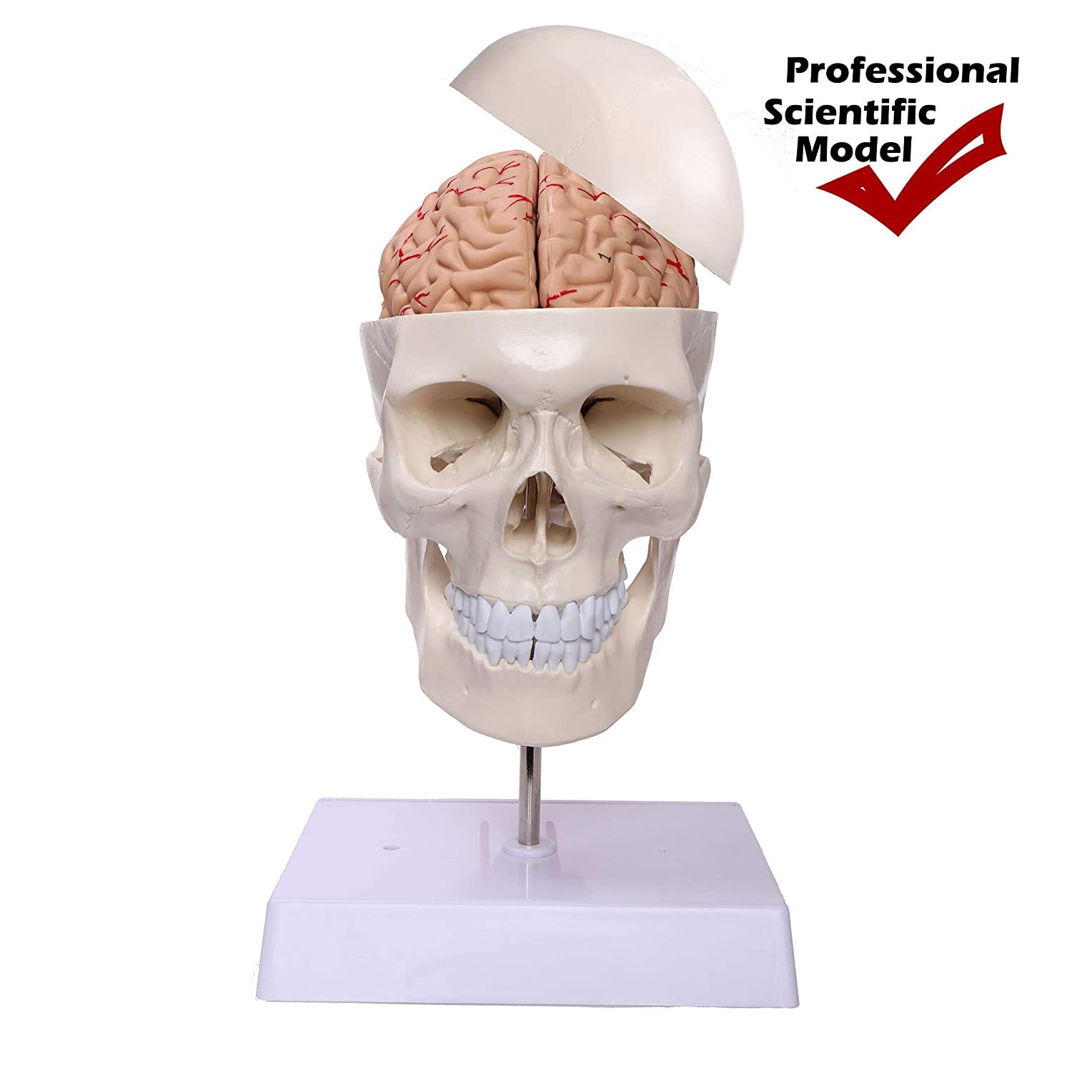 Modelo en tamaño cráneo Humano con la vértebra Cervical, Cerebro, desprendible El casquete del Grado Profesional Cráneo anatómico Manual para la Educación Científica (Incluido)