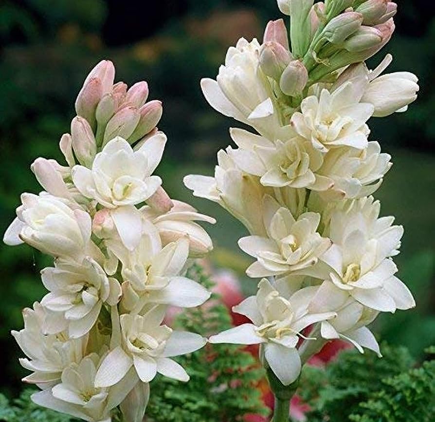 White Sampangi Flower Plant|Mexican Tuberose Plant|Rajanigandha Plant|Nelasampengi Plant|Polianthes Tuberosa Plant|Kundalei Plant|Tuberose Flowering Plant (B0CVV55G8P) Amazon Price History, Amazon Price Tracker