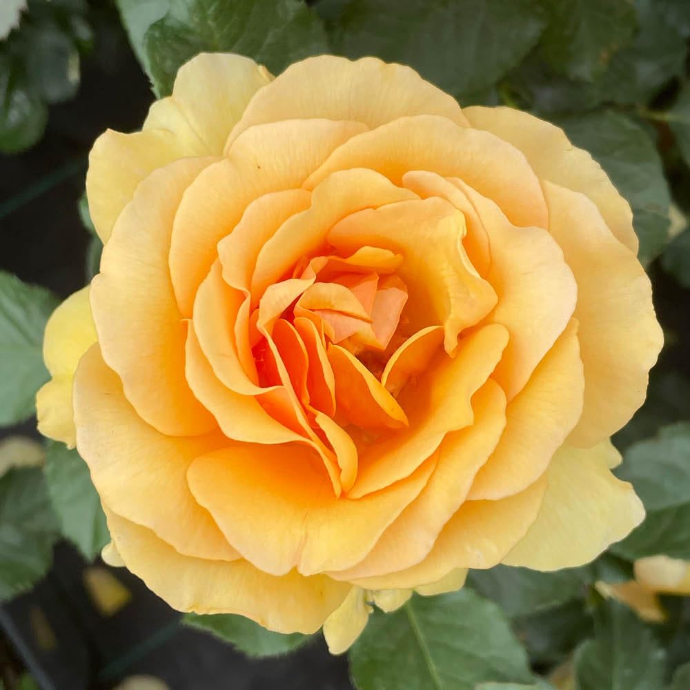 YouGarden Harkness Roses 'Emerald Wedding 55th Anniversary' ® Rose, 4 Litre Potted Amber Flowers Sweet Scent Ready To Plant Garden Shrub