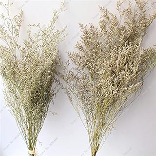 Erba Perenne Seme Bonsai seme di Fiore di San Valentino giardino Della casa bei Fiori secchi in Vaso pianta da interno ornamentale 150 PCS 7: Only Seeds