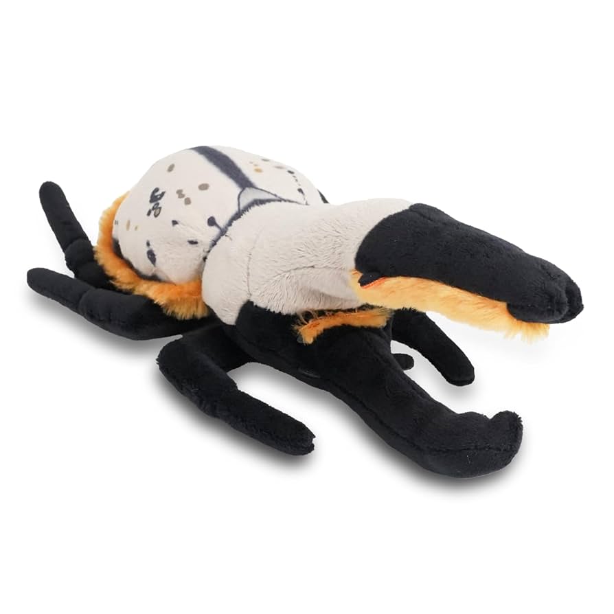 サオトメ島産　ラティカバトゥスサイカブト　63mm 61N5Jv29gXL._UF894,1000_QL80_.jpg