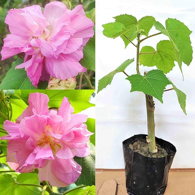 Sthal Kamal Flower Plant – Color Changing Confederate Cotton Rose | Live Ornamental & Spiritual Plant for Indoor and Outdoor Gardening | Pack of 1-image-46