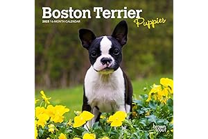 2023 Boston Terrier Puppy Mini Wall Calendar