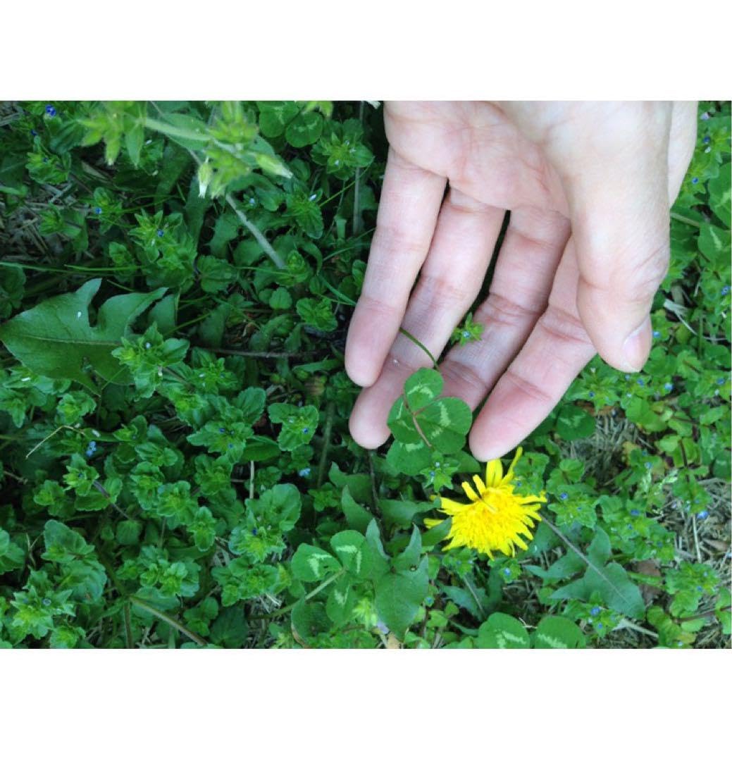 Amazon.co.jp: 春まき 無農薬 四つ葉も出るかも◇ クローバー の種400