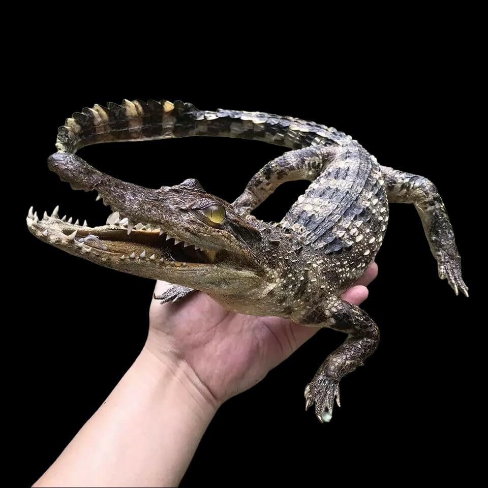 1 PC 50-60cm/20-24inches Real Crocodile Taxidermy Specimen Animal Skull Rare Decor Stuffed Craft