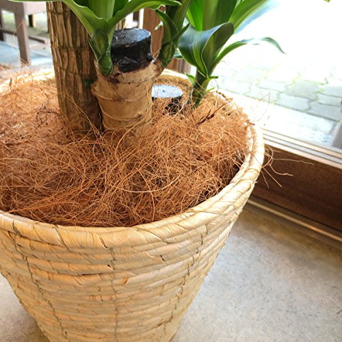 フィカス ナナ 土隠しの麻布サービス♪ フィカス ナナ 土隠しの麻布