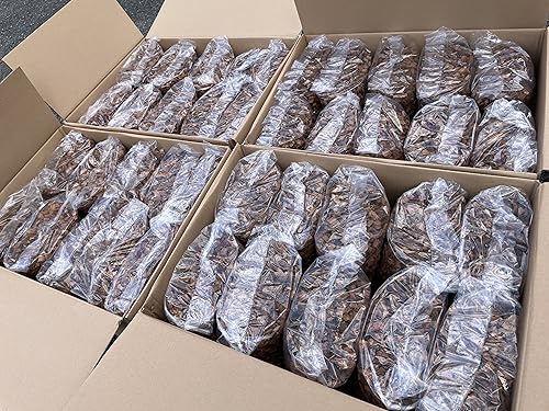 Goldlife VK`bv 5L × 40 Zbg S200L  ঒ gJQ NK nXN`bv