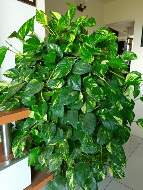 Good Luck Money Plant Real Live Money Plant Golden Pothos Plant Air Purifying Plant Indoor Plant for Home and Garden (Pack of 1)_A151-image-23